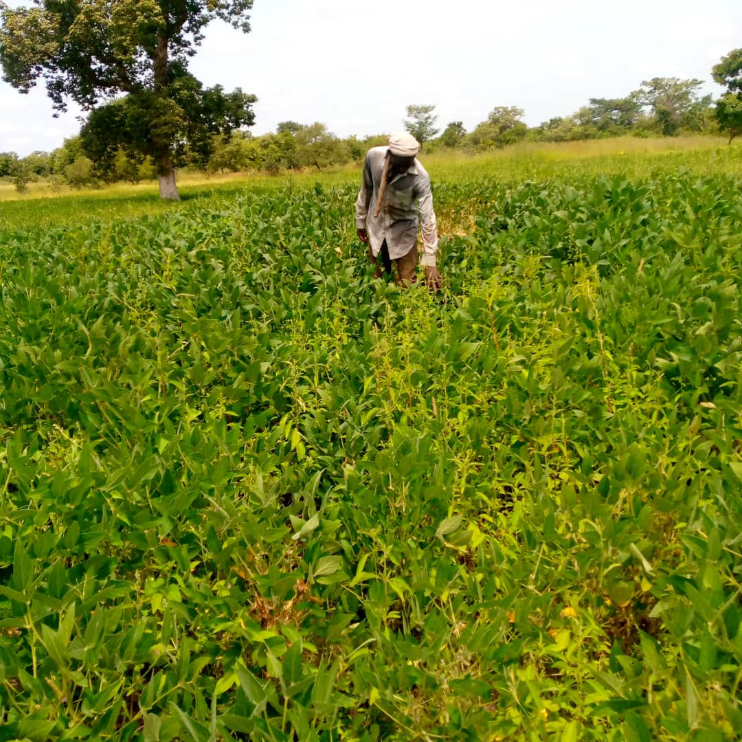 Rice & Soybeans Transformation
